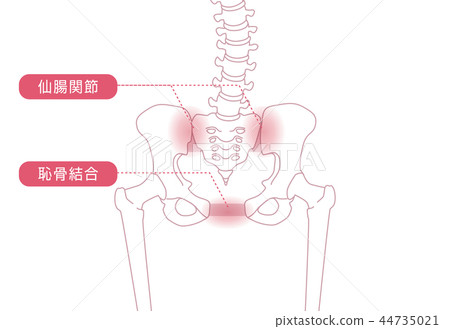 骨盆鬆動 44735021