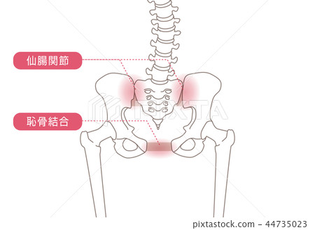 骨盆鬆動 骨盆鬆動 44735023