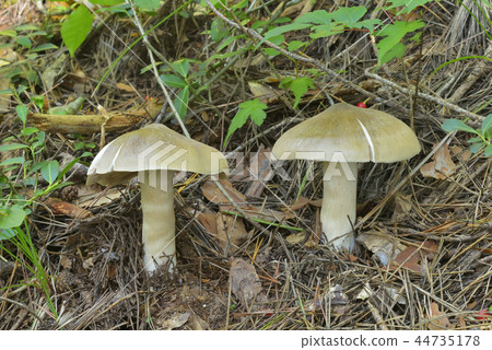 Ura Beni Hottimeji Ura Beni Hottimeji 44735178