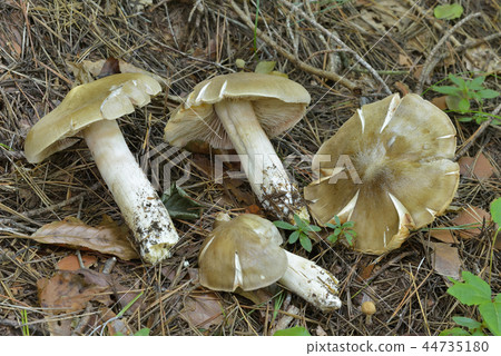 Ura Beni Hottimeji 44735180