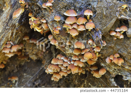 Kuritake Kuritake 44735184