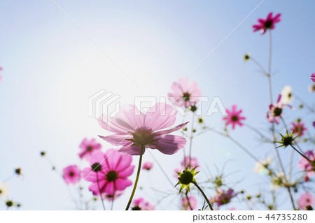 宇宙日立海灘公園茨城縣常陸那珂市 44735280