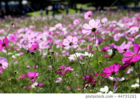 宇宙日立海灘公園茨城縣常陸那珂市 44735281