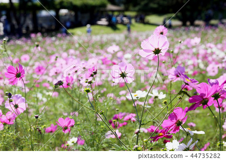 宇宙日立海灘公園茨城縣常陸那珂市 44735282