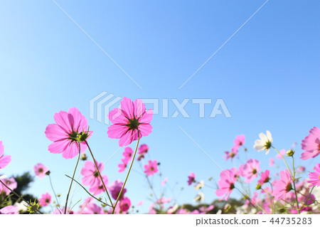 宇宙日立海灘公園茨城縣常陸那珂市 44735283