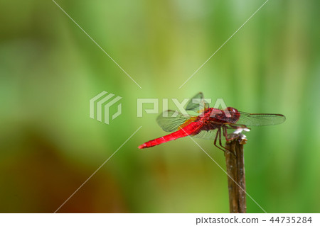 Red dragonfly 44735284