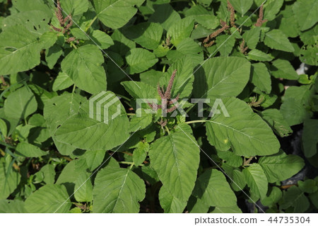 粉紅色的花朵 44735304