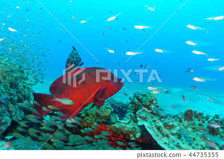 Azahatha和Skashitenjidai小笠原群 44735355