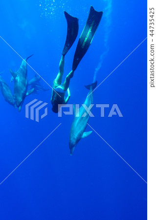 小笠原海豚游泳婦女 44735425