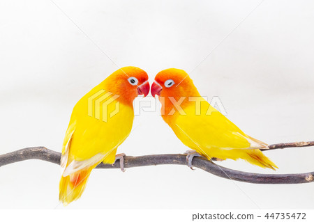 The Double Yellow Lovebird on white backgro The Double Yellow Lovebird on white backgro 44735472