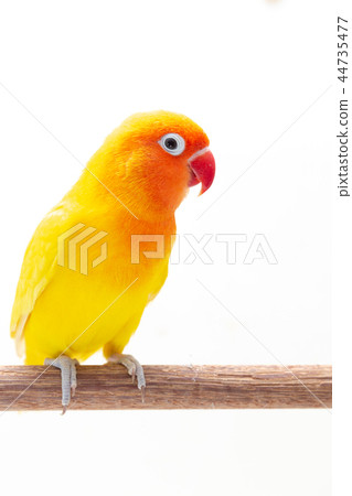 The Double Yellow Lovebird on white 44735477