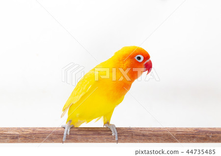 The Double Yellow Lovebird on white 44735485