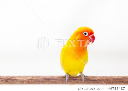 The Double Yellow Lovebird on white 44735487