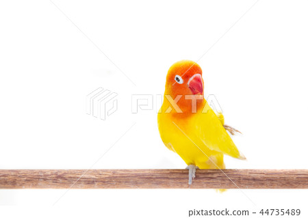 The Double Yellow Lovebird on white The Double Yellow Lovebird on white 44735489