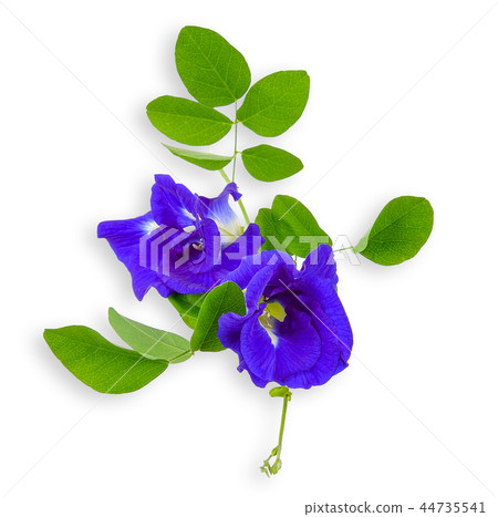 Pea flower isolated on white clipping path 44735541