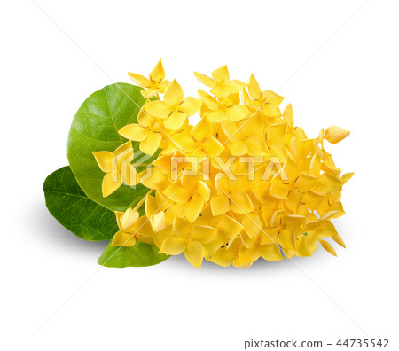 Yellow Ixora flower isolated clipping path 44735542