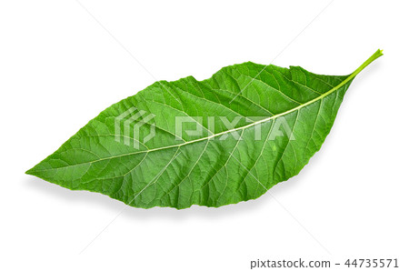 Gymnanthemum extensum isolated clipping path Gymnanthemum extensum isolated clipping path 44735571