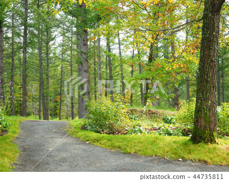 Autumn Hokkaido nice path Autumn Hokkaido nice path 44735811