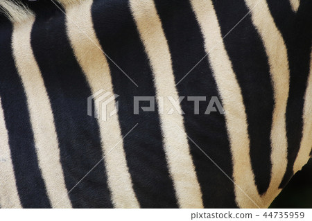 Zebra pattern Zebra pattern 44735959