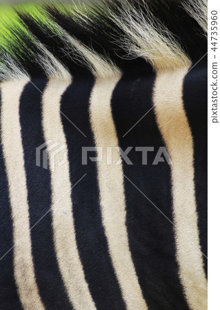 Zebra pattern 44735960