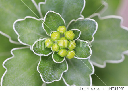 杏菊花 杏菊花 44735961