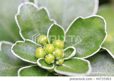 Apricot chrysanthemum 44735963