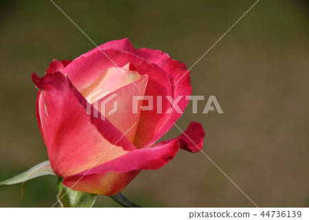 Rose (Double Delight) Rose (Double Delight) 44736139