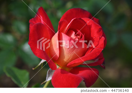 Rose (hope) Rose (hope) 44736140