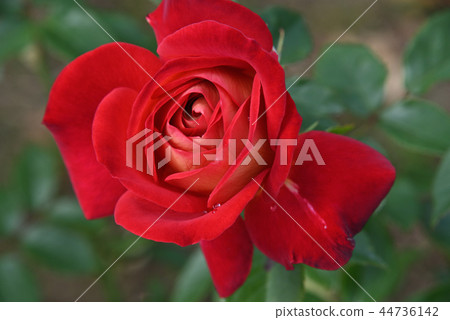 Rose (hope) 44736142