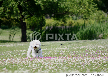 Bichon Frise的畫像水平 Bichon Frise的畫像水平 44736509