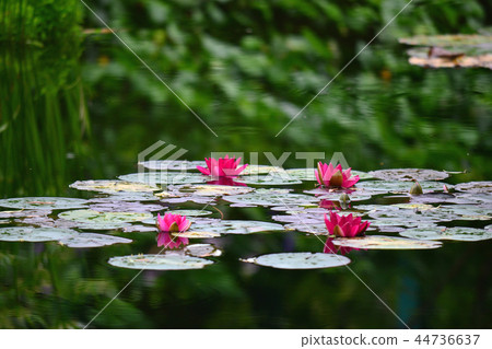 Red water lily side Red water lily side 44736637