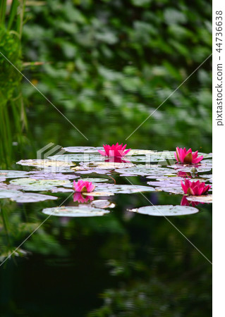 Red water lily, vertical Red water lily, vertical 44736638