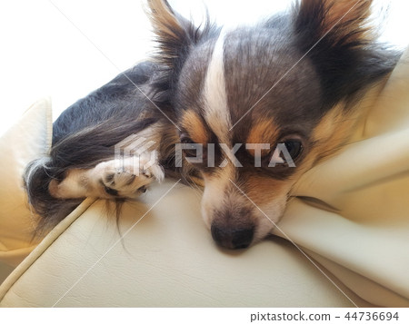 Annui Chihuahua 44736694