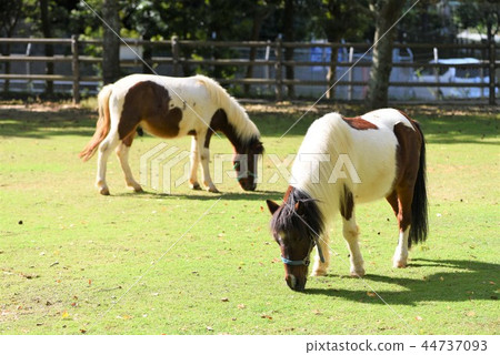 兩匹小馬 兩匹小馬 44737093