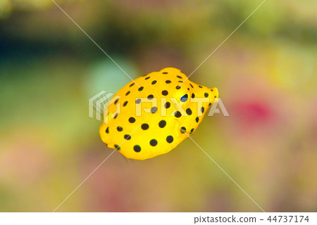 Minami Hako Hugo的幼蟲 44737174