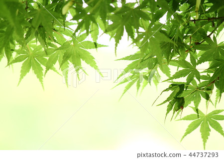 新鮮的綠色秋葉 新鮮的綠色秋葉 44737293