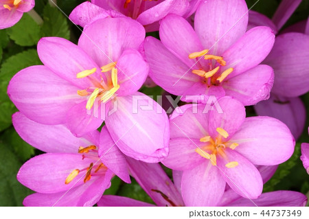 Autumn flower Colchicum autumnale 44737349