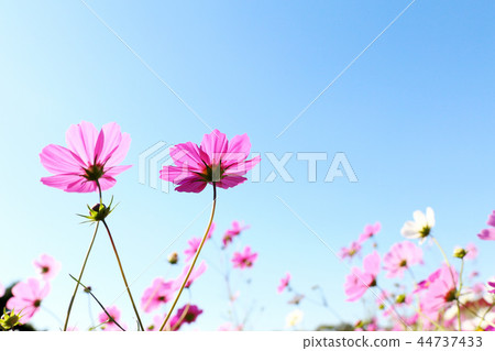 Cosmos Hitachi Beach Park Ibaraki Prefecture 44737433