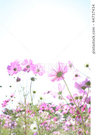 宇宙日立海濱公園茨城縣 44737434