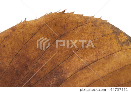 Close-up leaves Close-up leaves 44737551