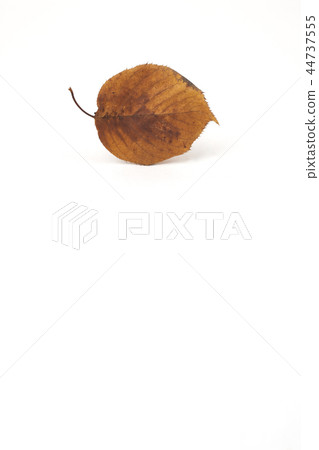 Leaves on white background Leaves on white background 44737555