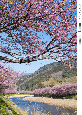 Kawazu cherry tree 44737598