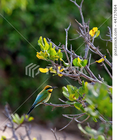 Australian Rainbow Bee-Eater 44737664