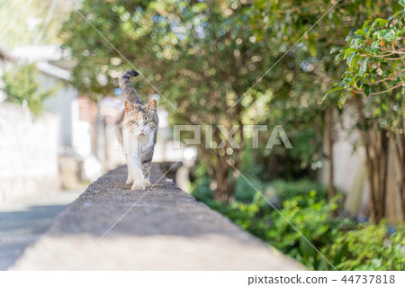 Cat in Aoshima Cat in Aoshima 44737818