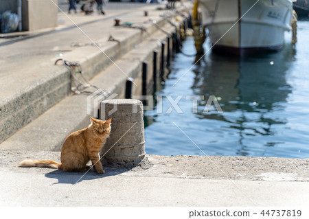 Cat in Aoshima Cat in Aoshima 44737819