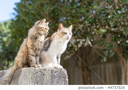 Cat in Aoshima Cat in Aoshima 44737820