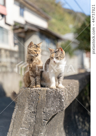 Cat in Aoshima 44737821