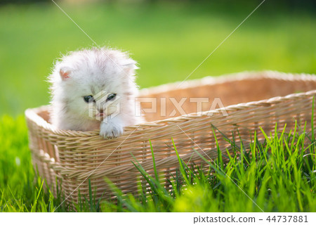 Cute kitten playing in wicker basket on grass 44737881