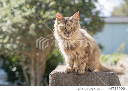 在Aoshima的貓 44737900