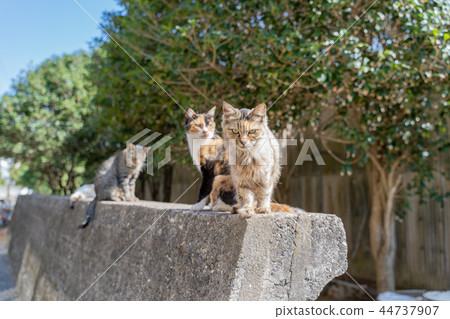 Cat in Aoshima Cat in Aoshima 44737907